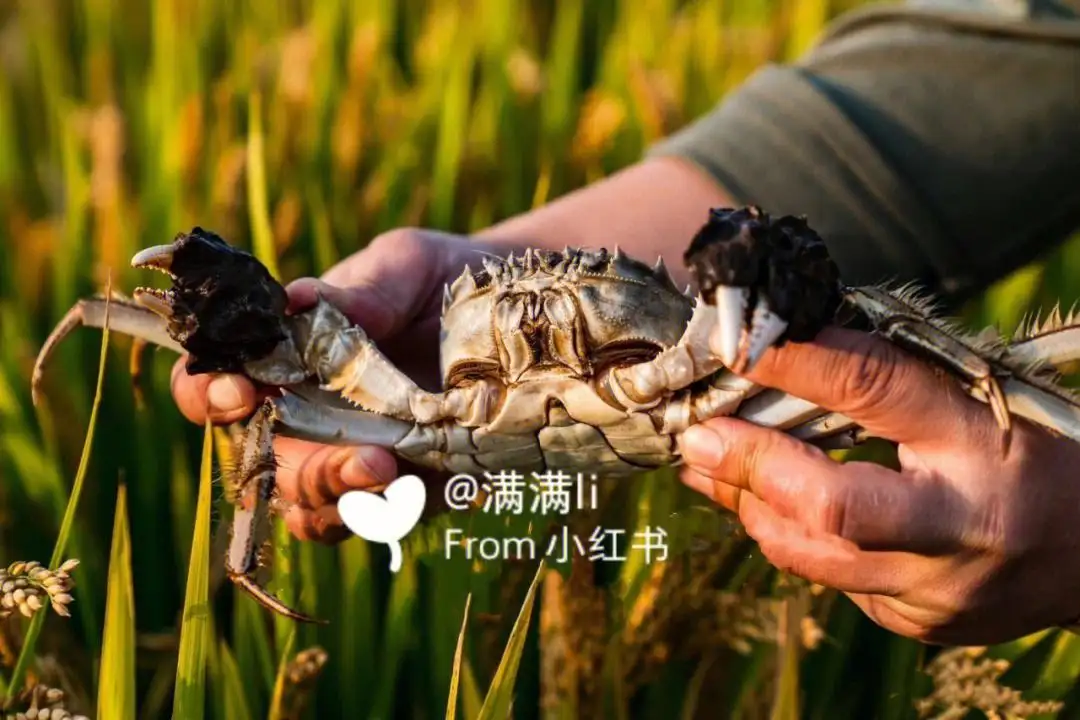 螃蟹什么时间吃最肥(螃蟹什么时候吃食最厉害)