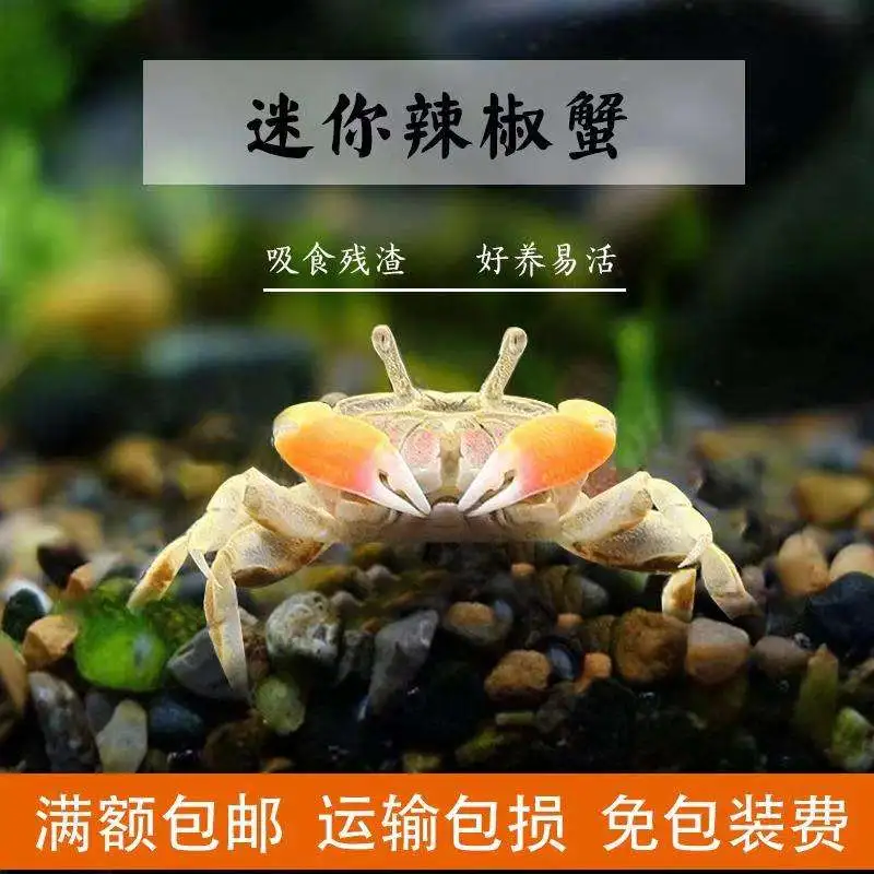 小螃蟹宠物吃什么(螃蟹宠物吃什么食物)