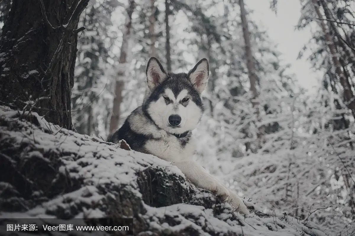 阿拉斯加雪橇犬灰色(阿拉斯加犬灰色和黑色区别)