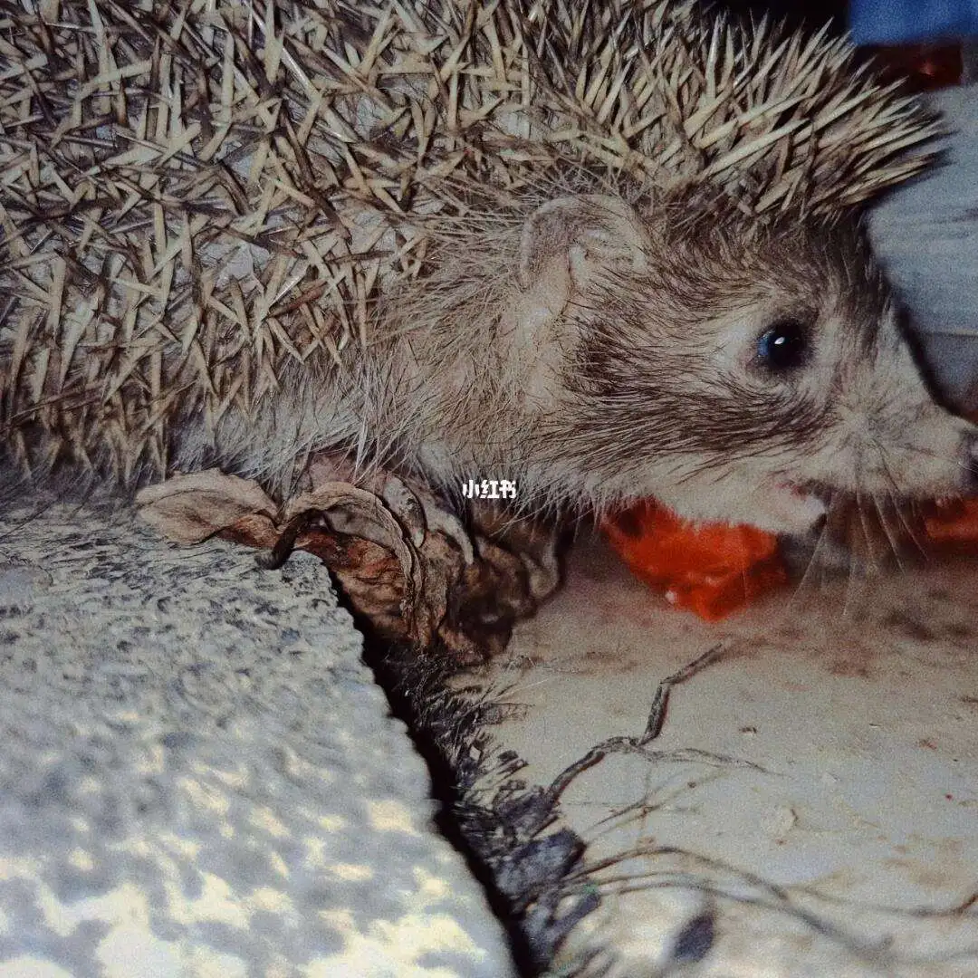 刺猬的吃法(刺猬的食物吃的食物是什么)