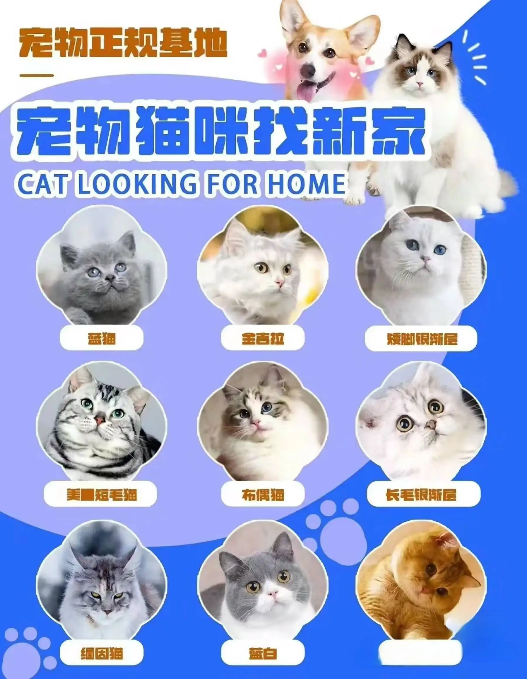 宠物猫一般在哪里买(宠物猫在哪里买好一点)