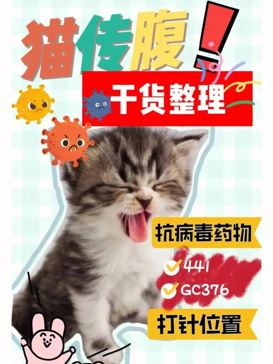 猫咪传腹病毒(猫得了传腹病毒什么表现)