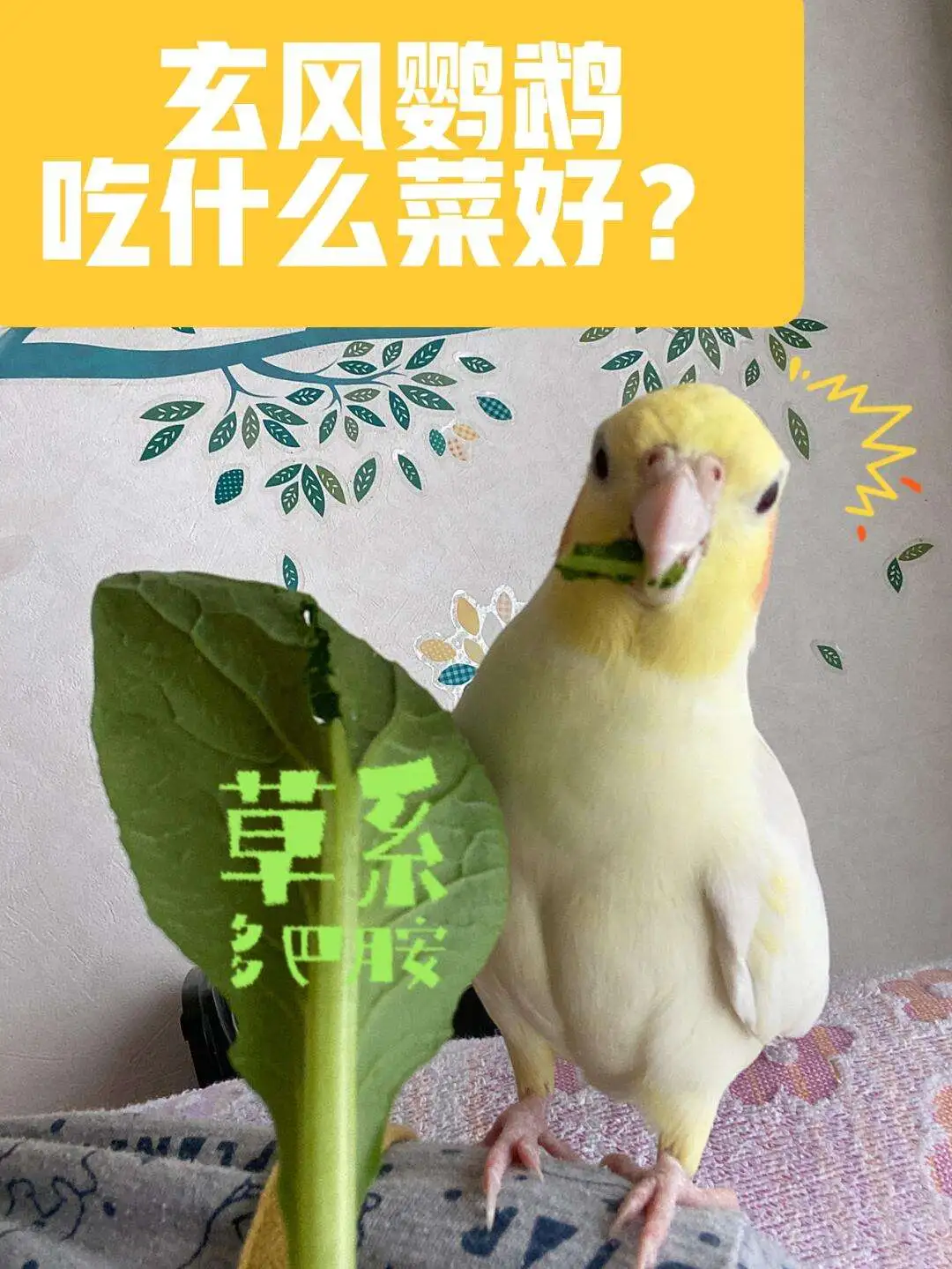 虎皮鹦鹉吃什么蔬菜(虎皮鹦鹉吃什么蔬菜补钙)