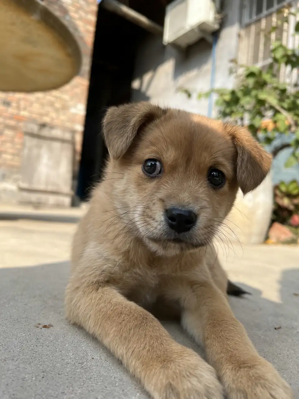 最小的中华田园犬品种(小型中华田园犬能活多少年)