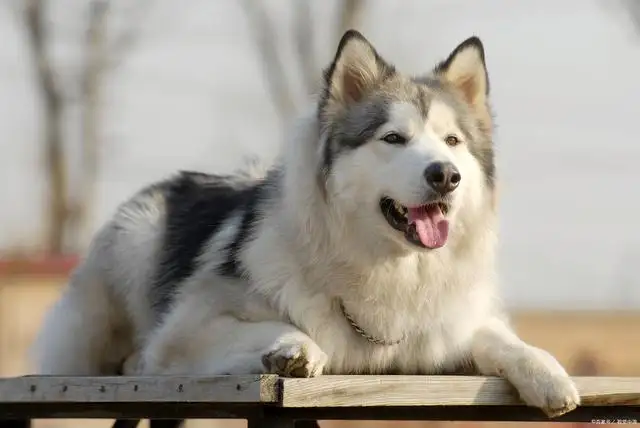 纯阿拉斯加犬(阿拉斯加犬纯种和不纯对比)