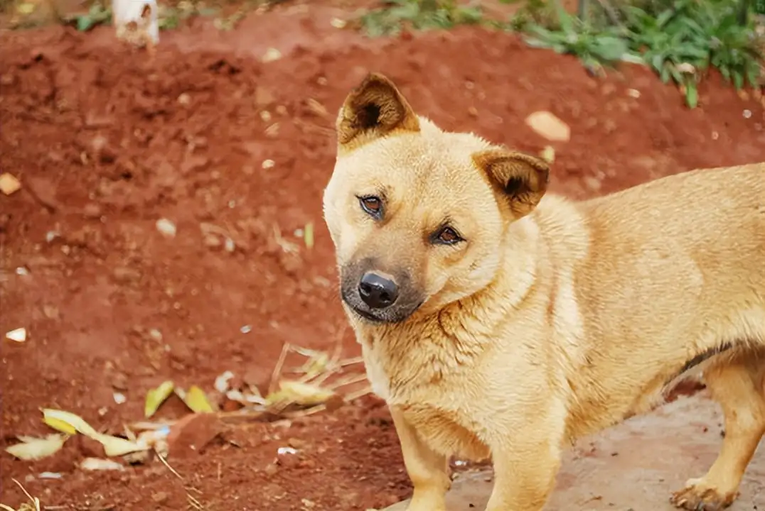 十个不养田园犬的理由(十个不养田园犬的理由有哪些)