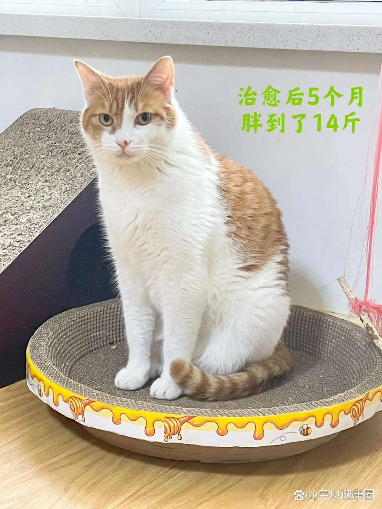 猫得传腹治疗(猫传腹治疗需要多少钱)