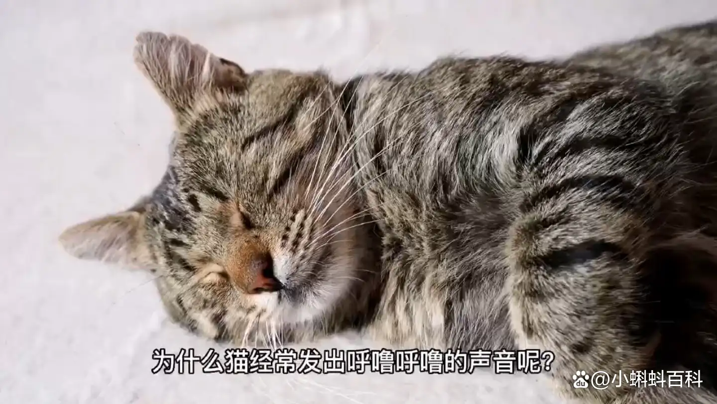 猫咪咕噜噜的声音什么意思(猫咪咕噜噜的声音什么意思呀)