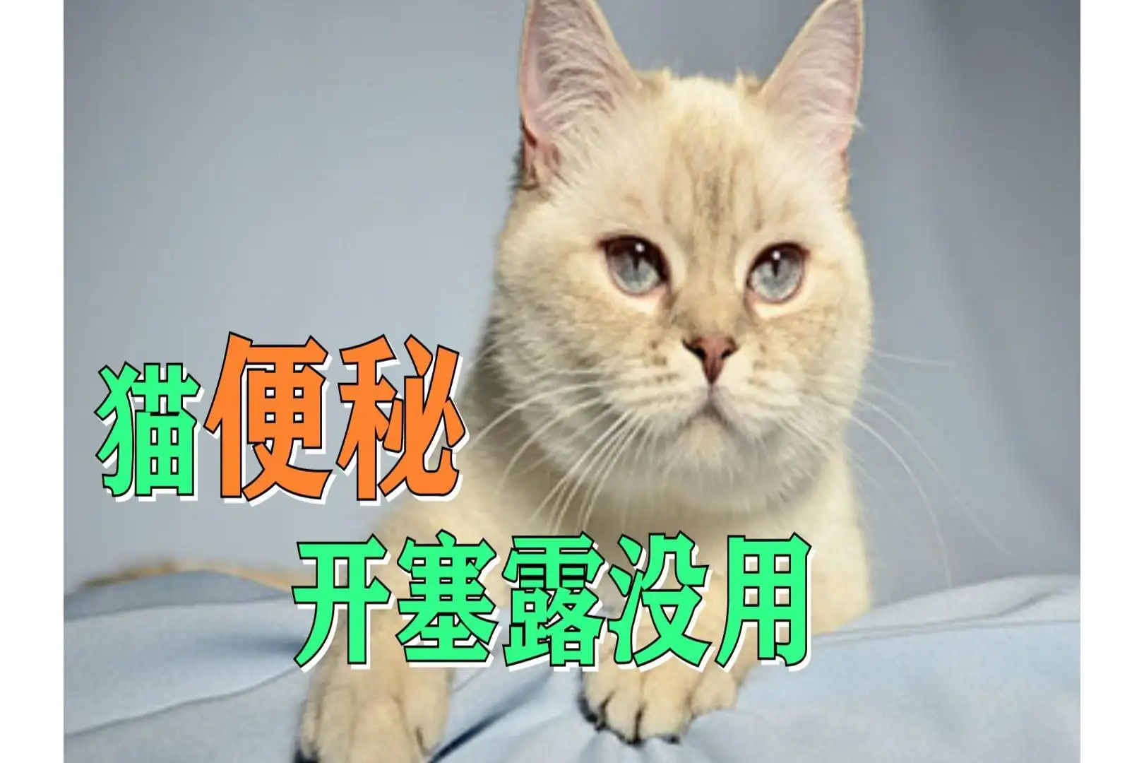 母猫生产后便秘怎么办(母猫生产后便秘严重怎么办)