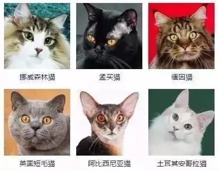 家猫有哪些品种(家猫有哪些品种名字)