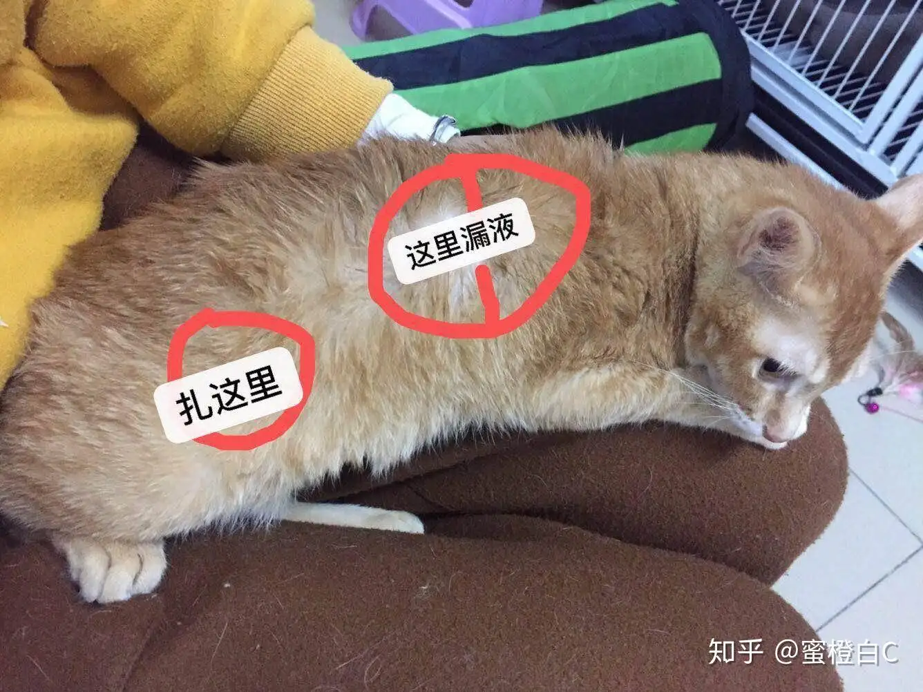 猫传腹什么原因(猫传腹是因为什么)