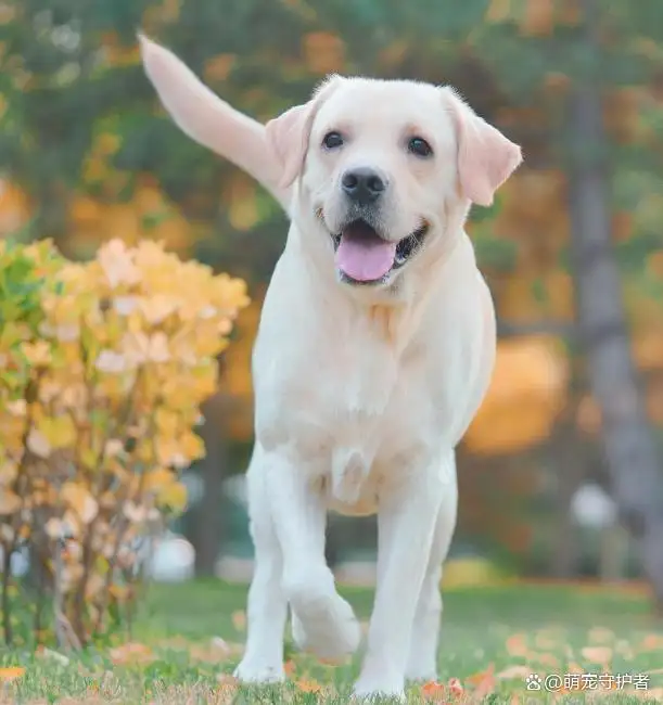 如何正确养拉布拉多(如何正确养拉布拉多犬)