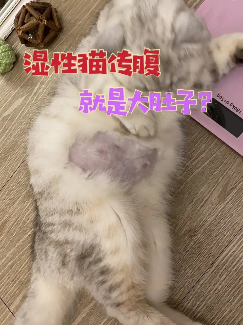 猫传腹症状怎么得的(猫传腹症状怎么引起的)