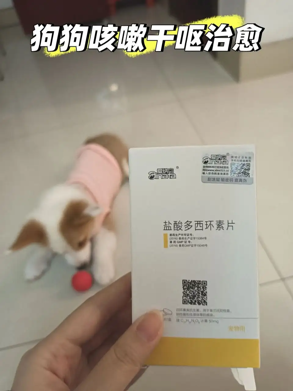 我家的狗狗感冒了吃什么药(我家的狗狗感冒了吃什么药好得快)