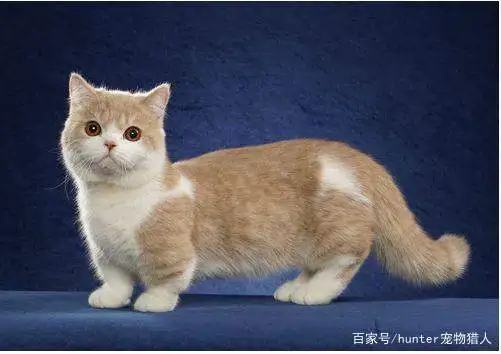 猫猫有什么品种(中华田园犬12个品种图)