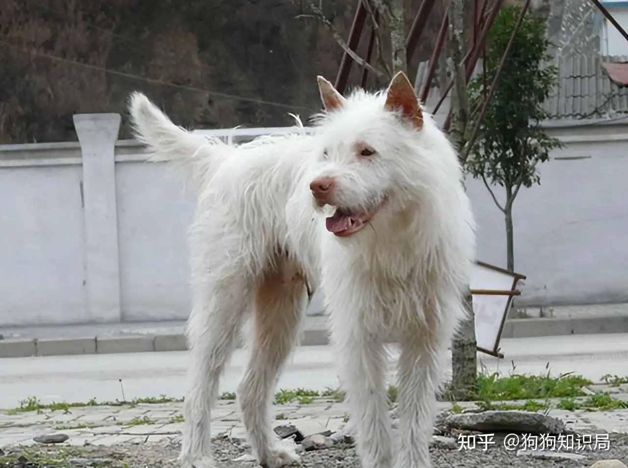 下司犬幼犬多少钱一只(下司犬多少钱一只 下司犬价格介绍)