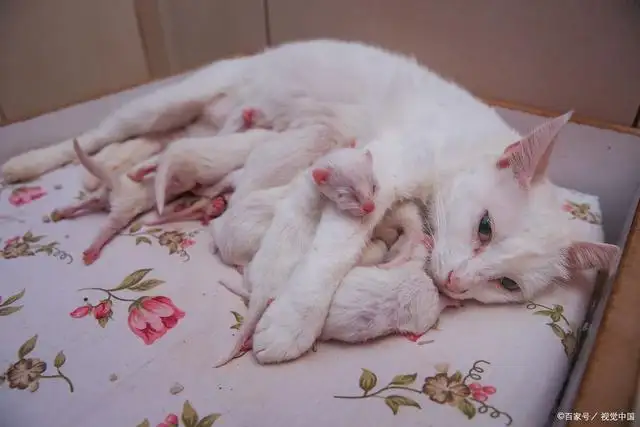 小猫怀孕几个月生宝宝(小猫怀孕几个月生宝宝最好)