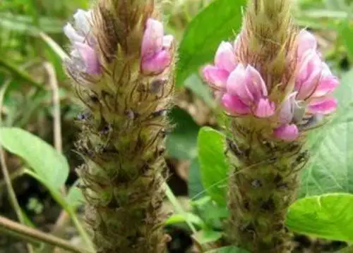 狐狸尾草药作用(狐狸尾草药作用与用途)