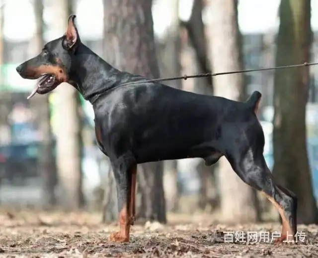 杜宾犬有什么颜色(杜宾犬有什么颜色的毛)