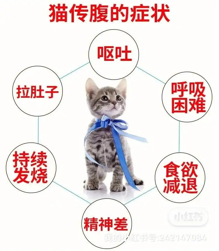 怎样判断猫得了猫传腹(怎么看猫是不是得了猫传腹)