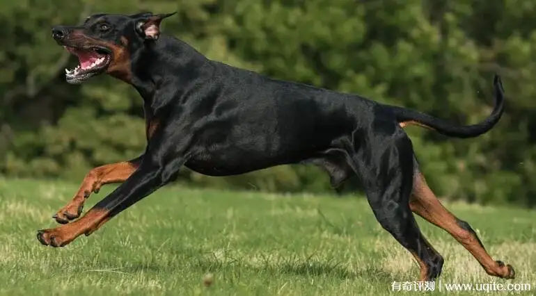 白色杜宾犬狗多少钱一只(白色杜宾犬价格多少钱一只)