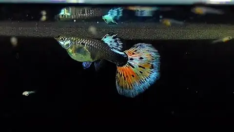 孔雀鱼繁殖快吗(孔雀鱼繁殖多少小鱼)