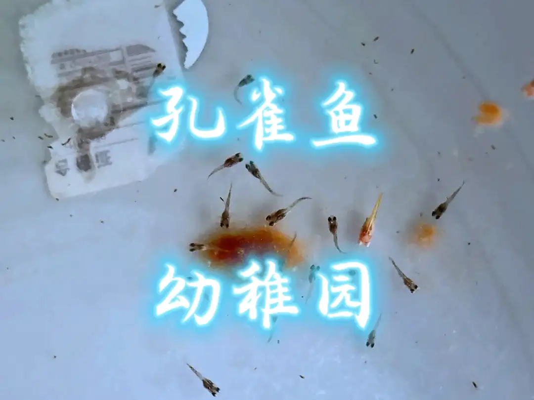孔雀鱼小鱼怎么喂养(孔雀鱼小鱼怎么喂养视频)