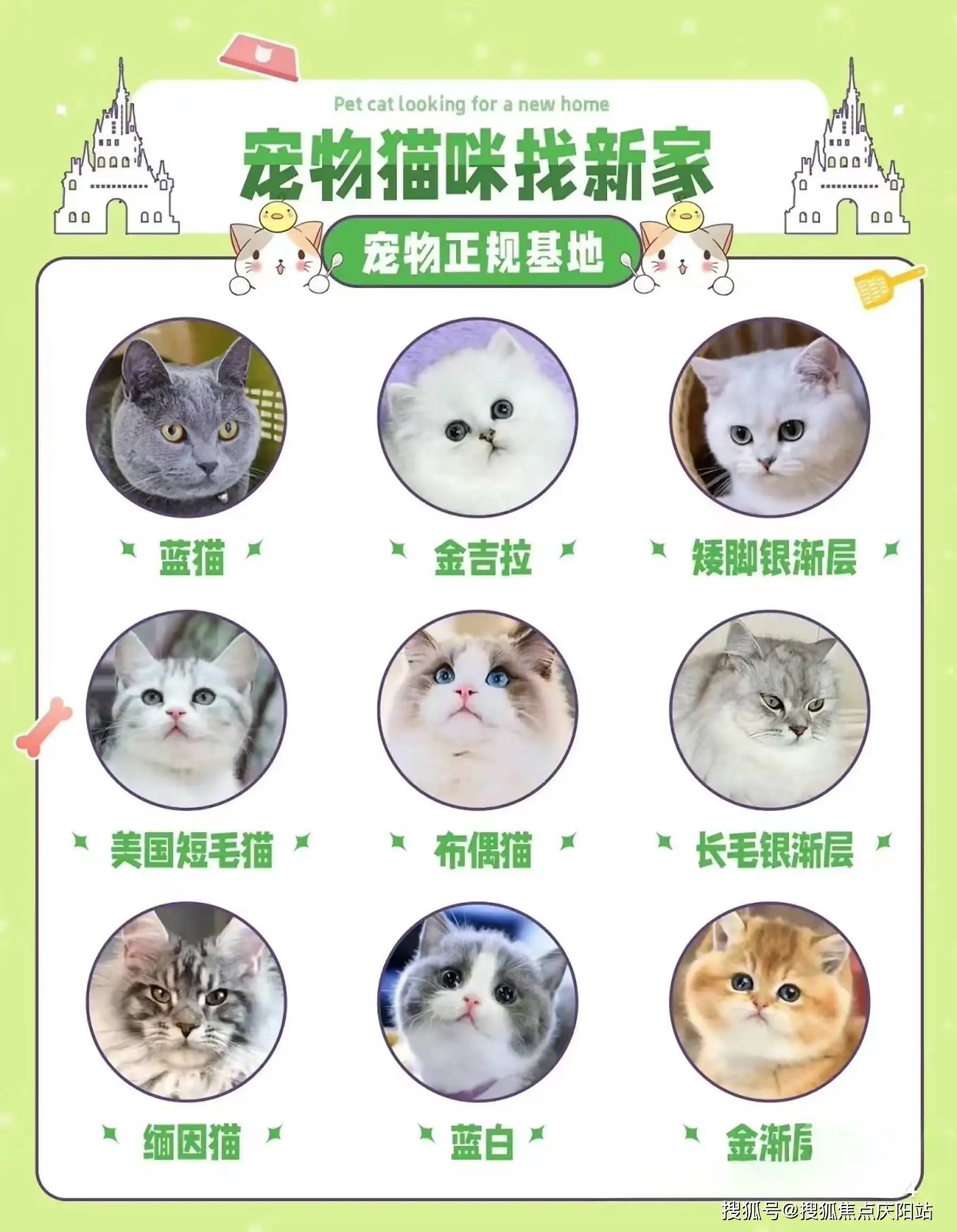 布偶猫2020年的行情(布偶猫2020年的行情如何)