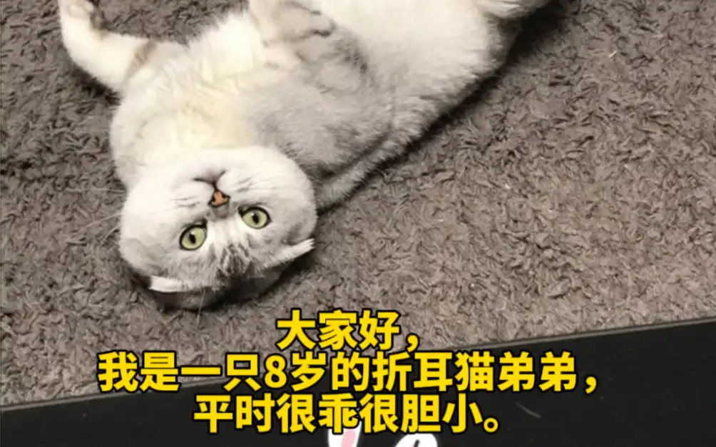 上海卖折耳猫(正规猫舍卖折耳猫吗)