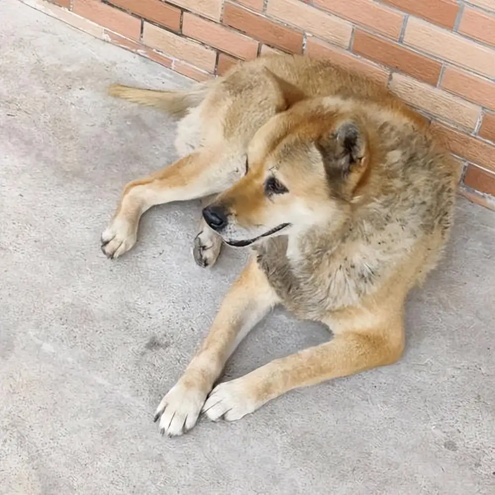 土狗多大停止生长(土狗多大停止生长期)