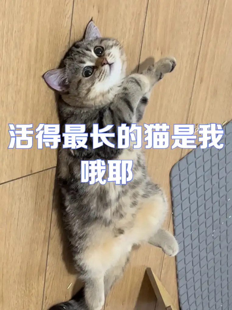 猫的寿命最多能活几年(猫的寿命最多能活几年?)