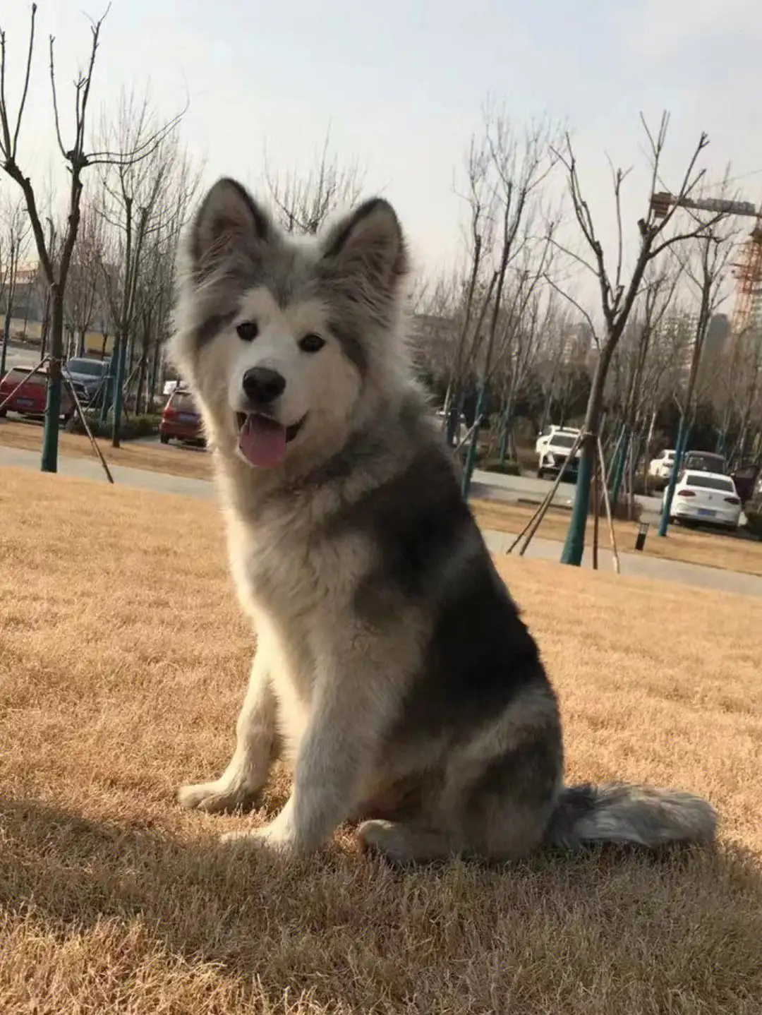 阿拉斯加犬能在城市里养吗(阿拉斯加可以在农村当成土狗养吗)