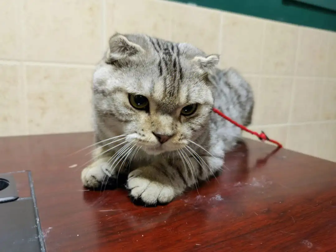 上海卖折耳猫(正规猫舍卖折耳猫吗)