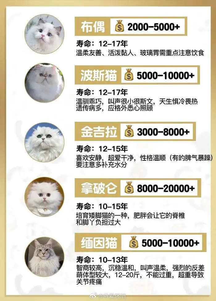 猫的品种怎么鉴定(猫的品种怎么鉴定出来)