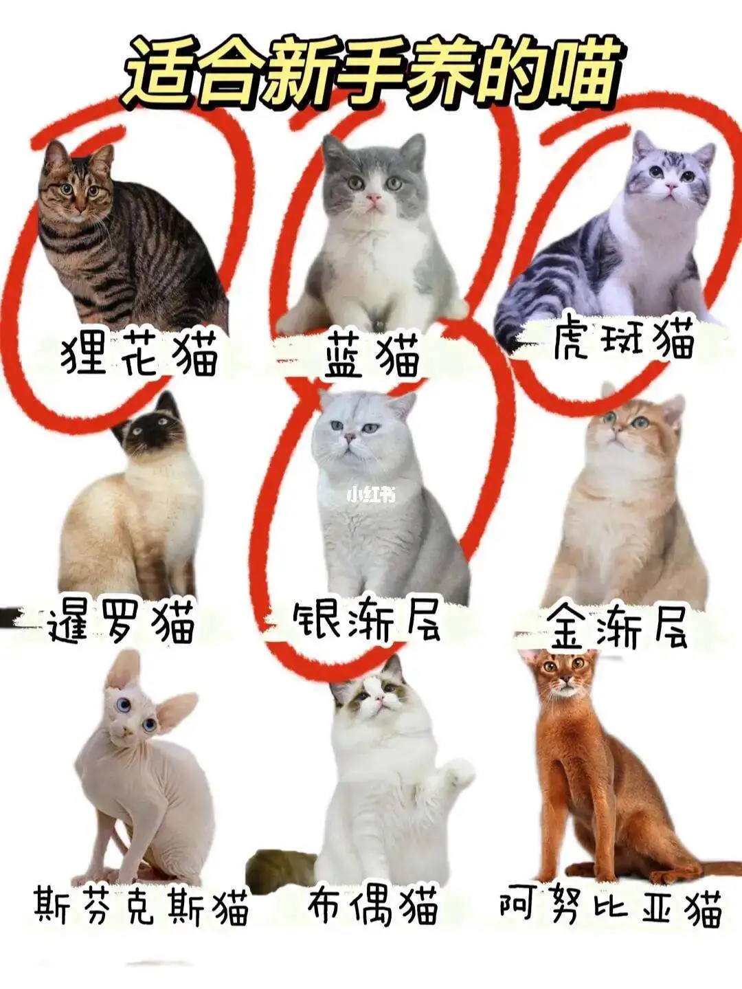 猫猫哪个品种可爱(什么品种的猫很可爱)