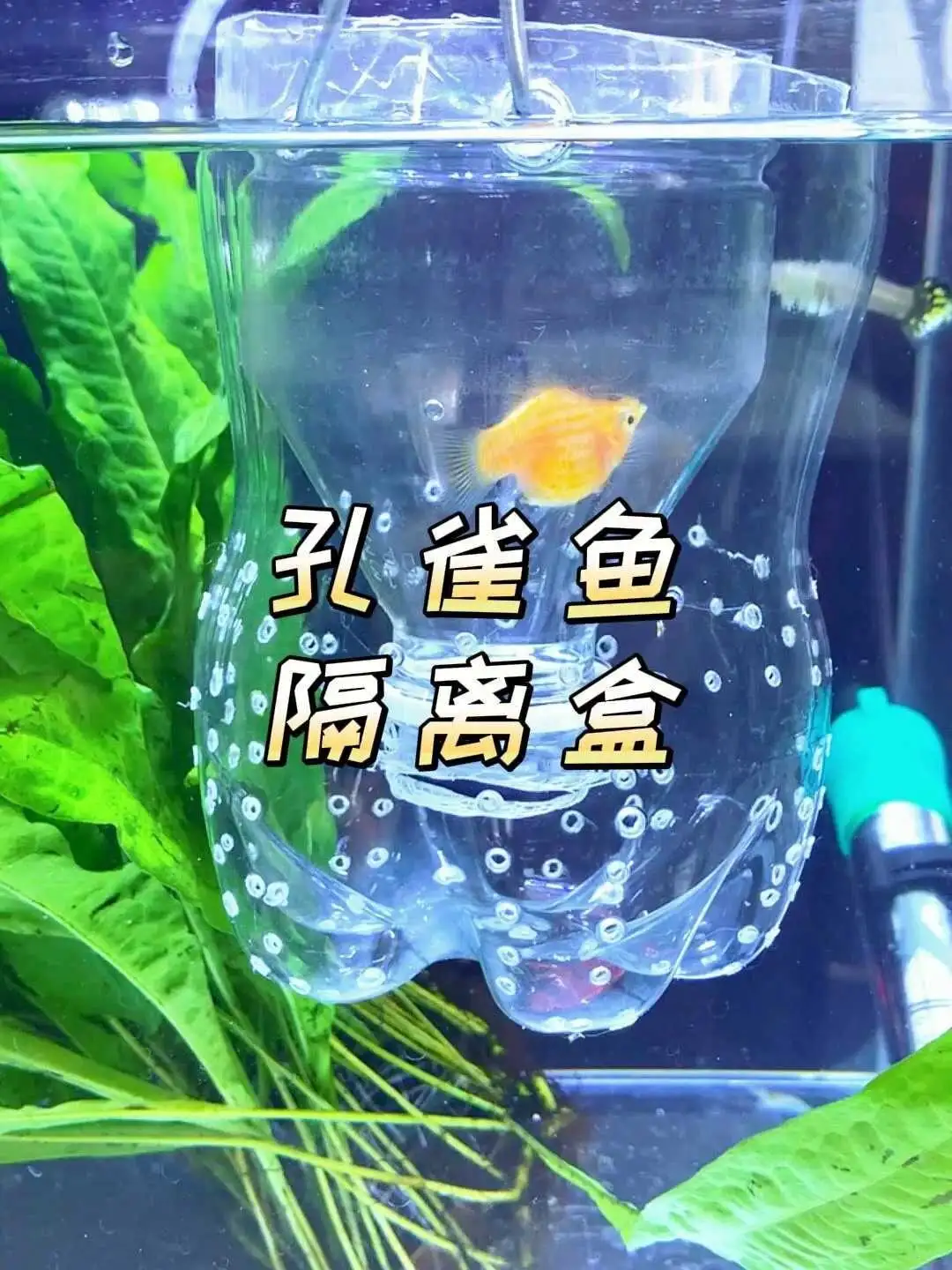 孔雀鱼小鱼怎么喂养(孔雀鱼小鱼怎么喂养视频)