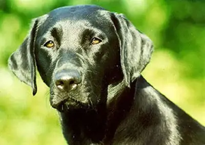 拉布拉多犬的品种(拉布拉多犬品种分类)