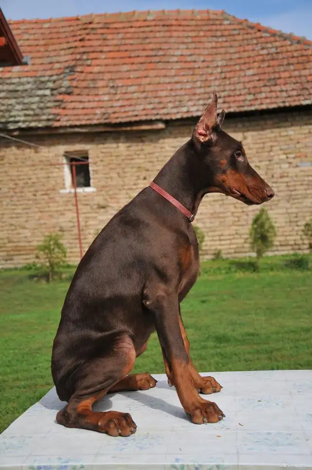 孝感杜宾犬(杜宾犬幼犬价格)