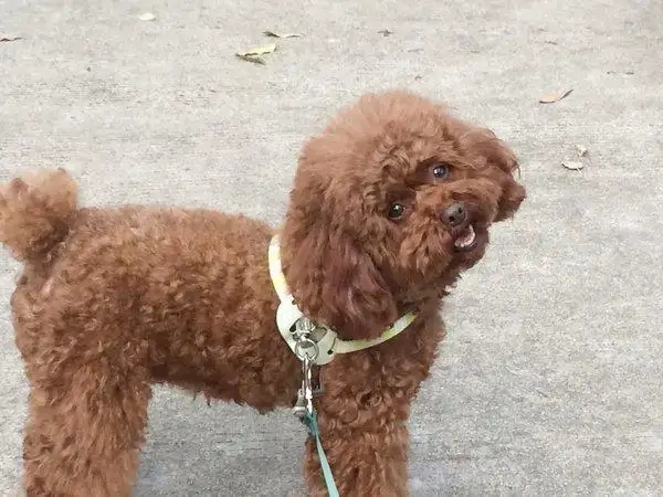 小型犬凶猛(小型犬很凶的)