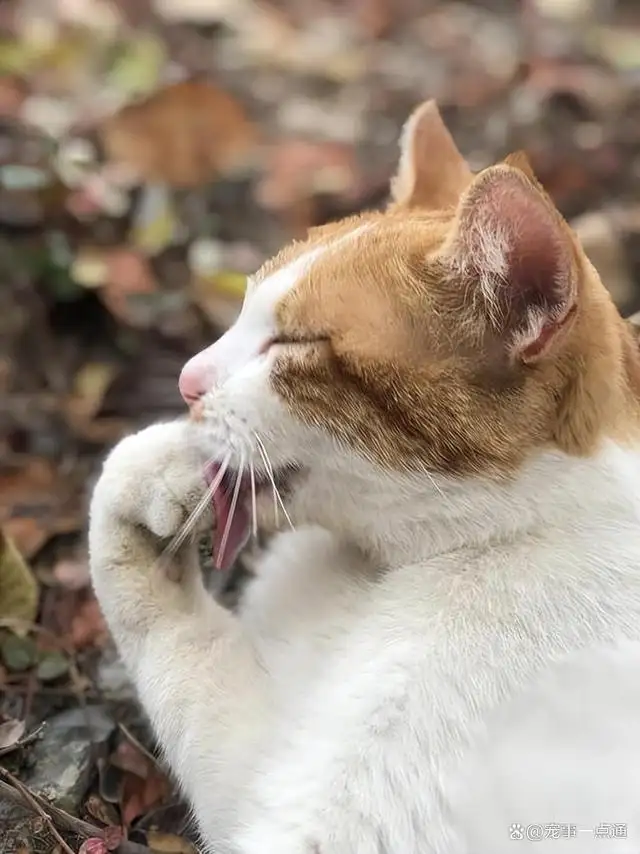 猫掌心出汗(猫手心出汗什么原因)