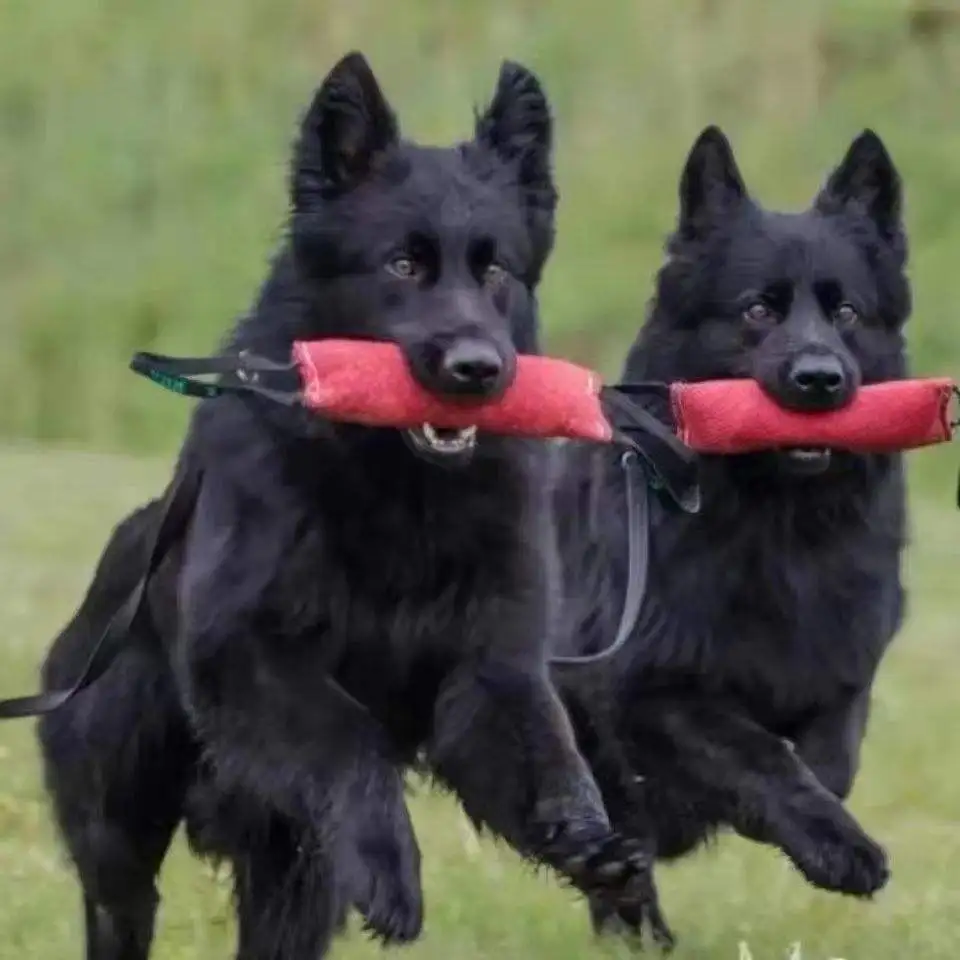 德国牧羊犬一个多少钱(德国牧羊犬200元一只)