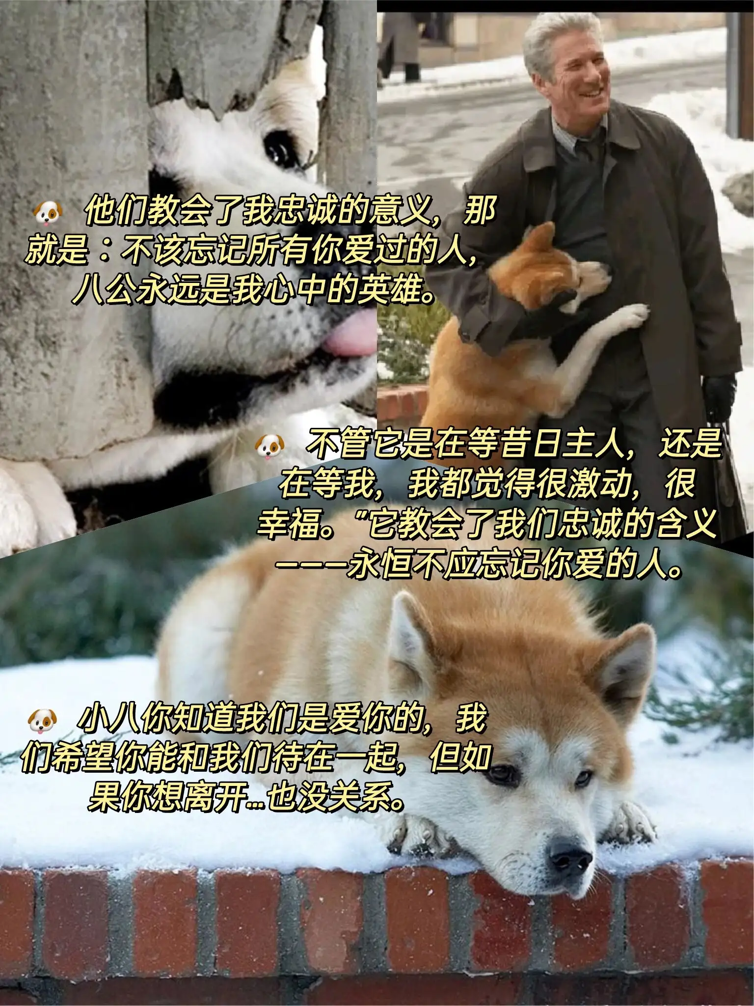 忠犬八公八公(忠犬八公八公的英文名字)