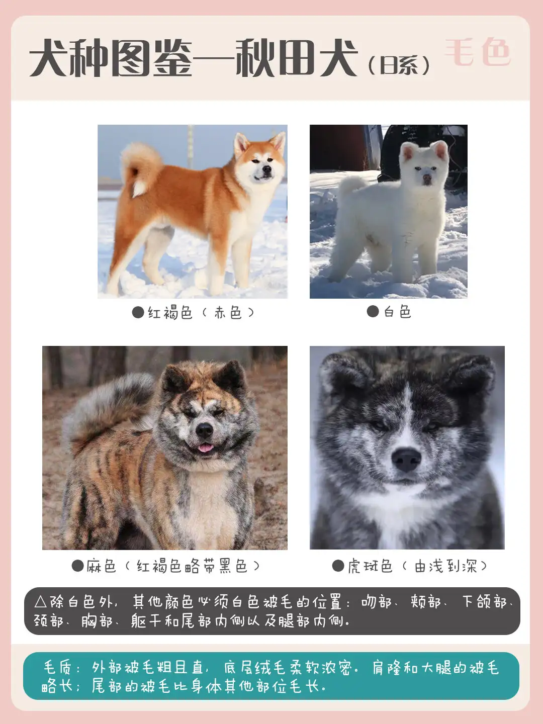 忠犬八公八公(忠犬八公八公的英文名字)