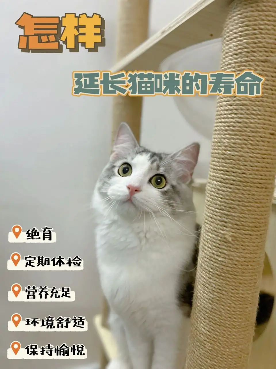 小猫平均寿命(小猫平均寿命多少年)