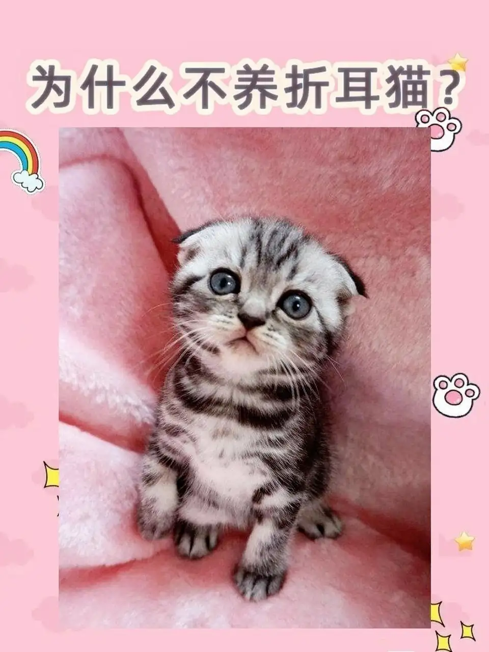 折耳猫为什么不能养图片(为什么许多人说折耳猫不好养?)