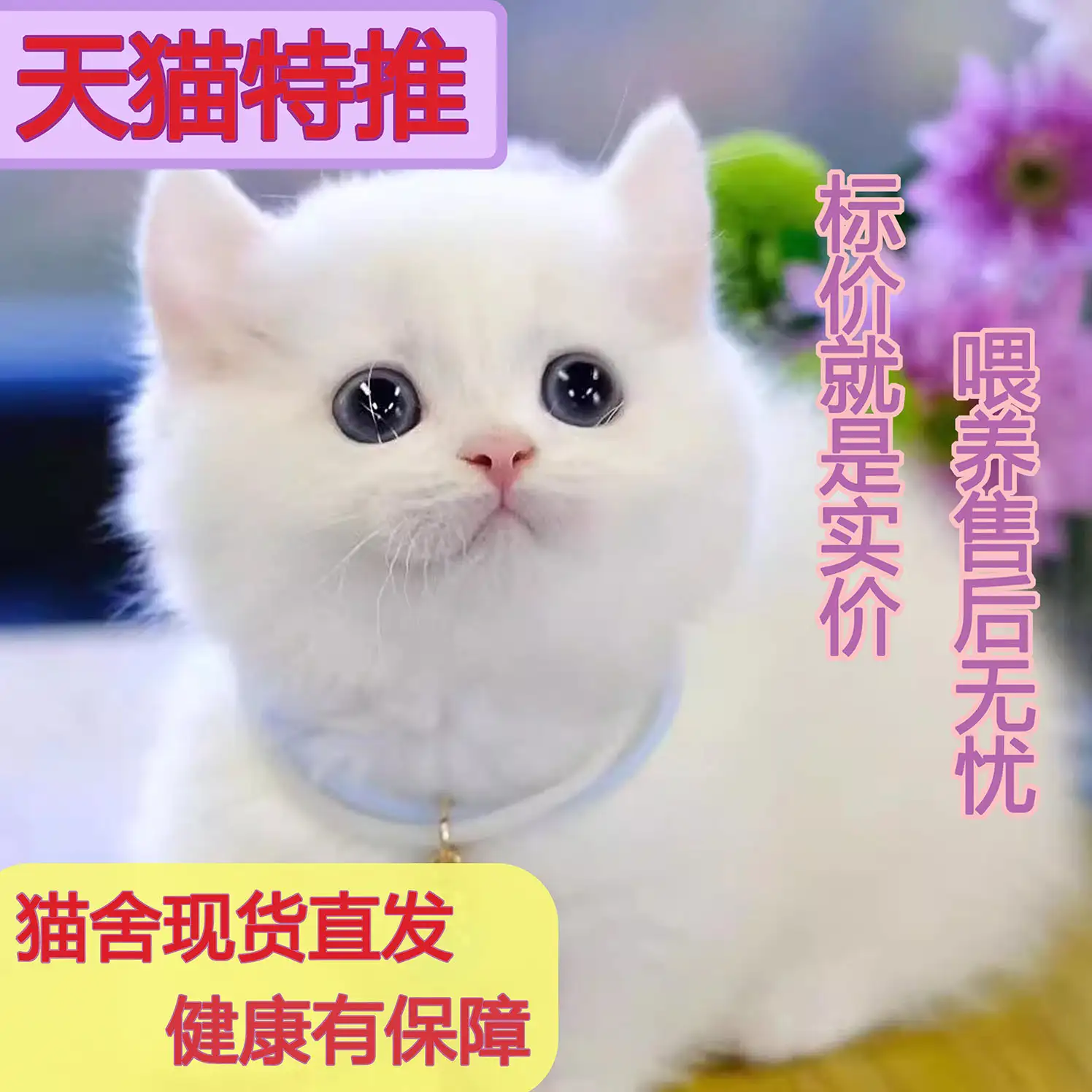 便宜的猫是什么猫(价格便宜的猫有哪些)