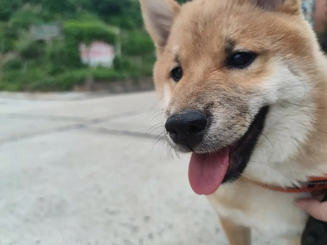 柴犬公犬(柴犬公犬绝育的好处和坏处有哪些)