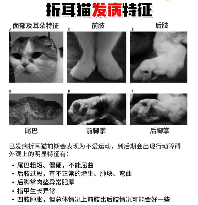 折耳猫为什么不能养图片(为什么许多人说折耳猫不好养?)