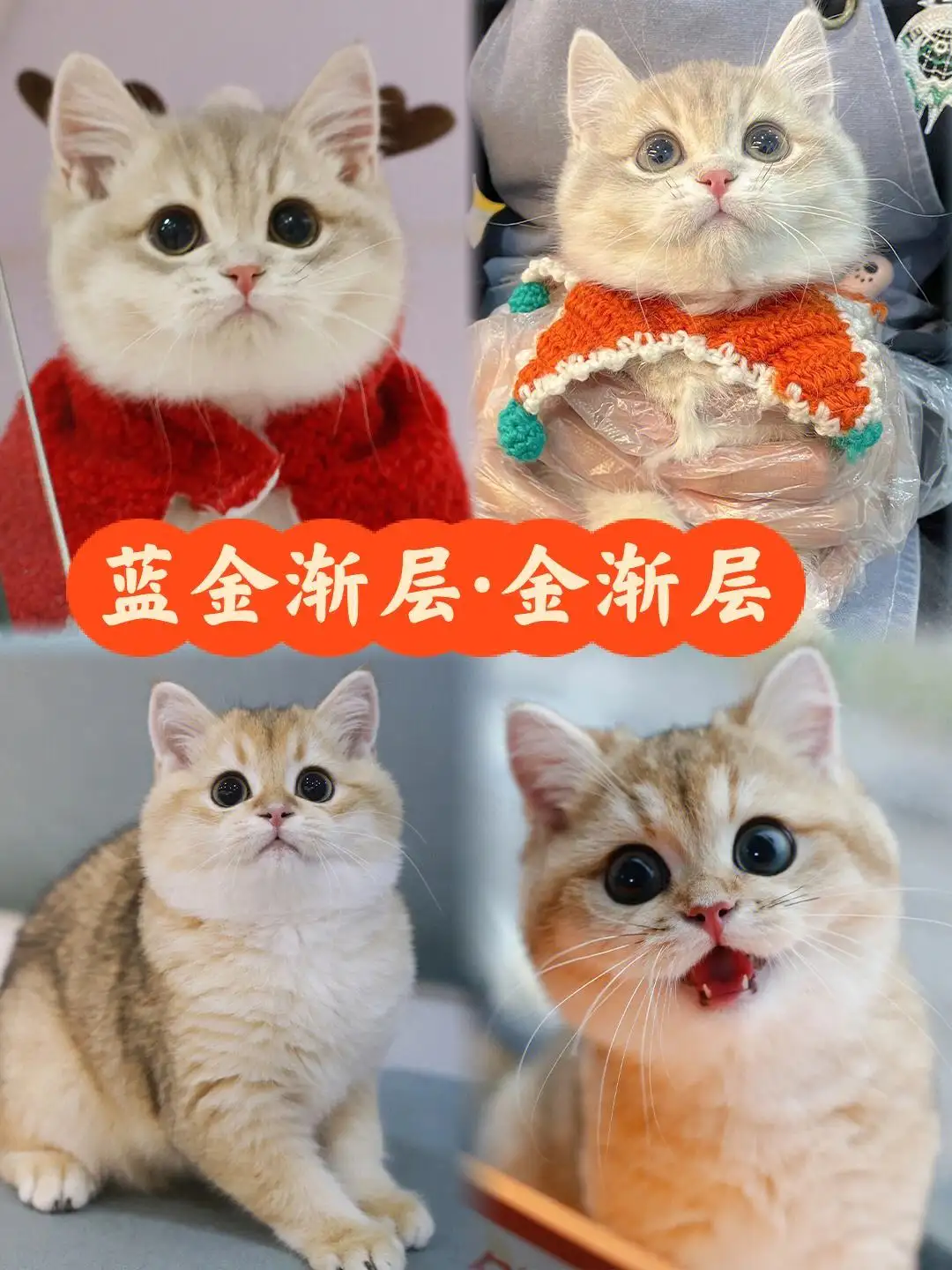 蓝金渐层猫咪多少钱一只(蓝金渐层猫咪多少钱一只啊)