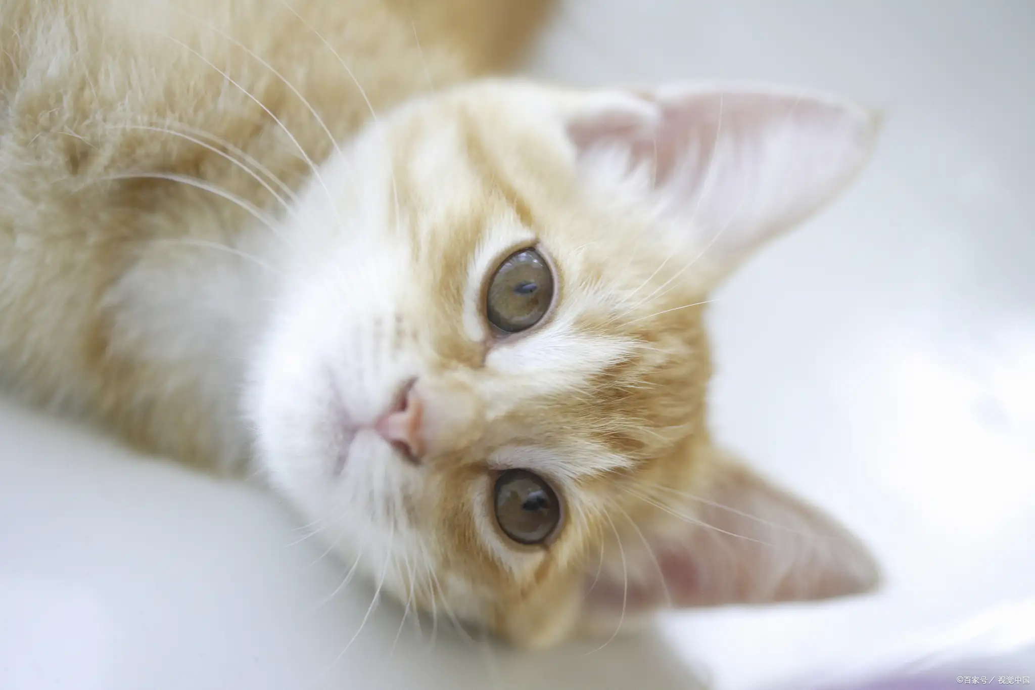 猫发出咕噜声音(猫发出咕噜声是什么)